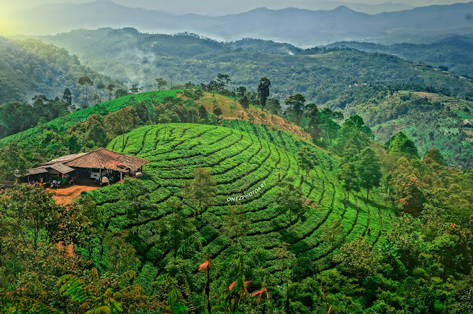 KEBUN TEH CIPASUNG